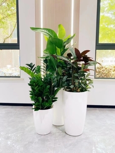 北仑花卉租摆销售-余姚绿植租摆设计-慈溪绿化养护质量-慈溪花卉租摆申请
