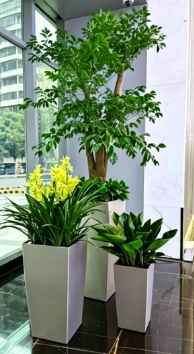 北仑绿植租赁设备-鄞州绿植租摆选择-慈溪办公室绿植出租-杭州湾绿植租赁保证金
