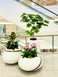 鄞州花木租赁收益-杭州湾绿化养护费用预算-宁波花卉租赁品牌推广-奉化花木出租服务